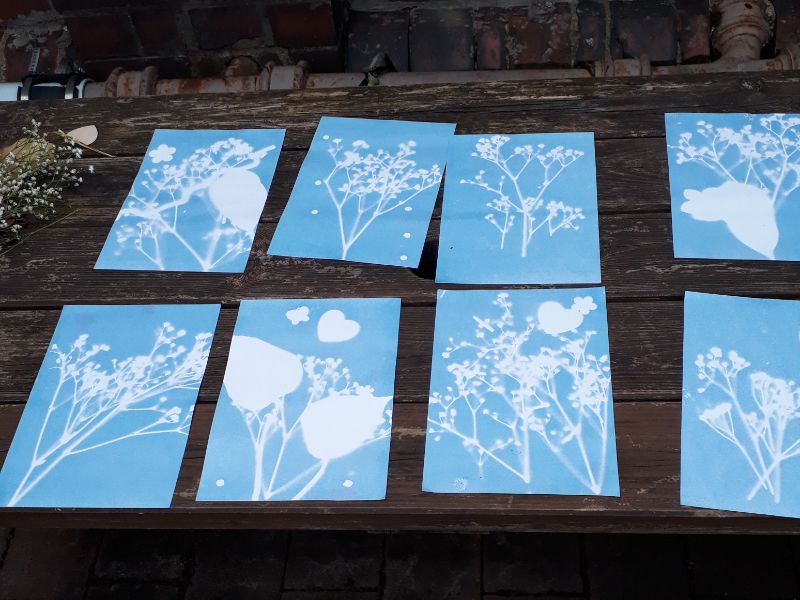 collection of drawings of flowers